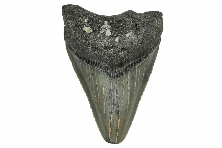 Serrated, Juvenile Megalodon Tooth - North Carolina #355872